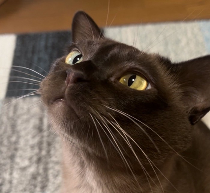 成長したクウちゃん