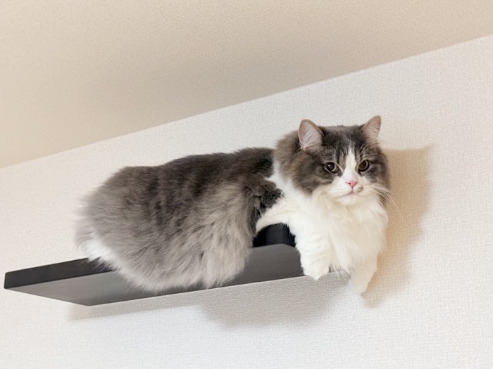 ステップに乗る猫