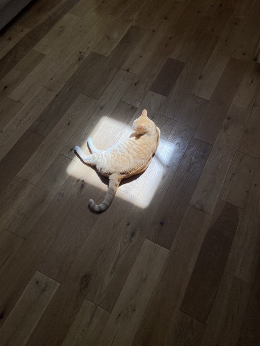 光が当たるマメちゃん