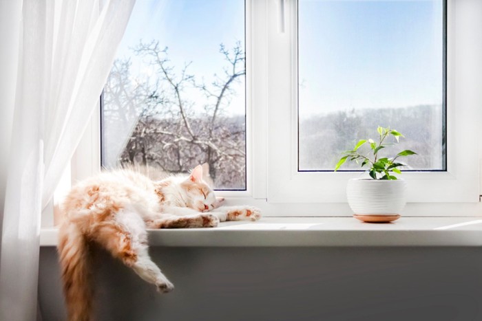 窓辺で寝る猫