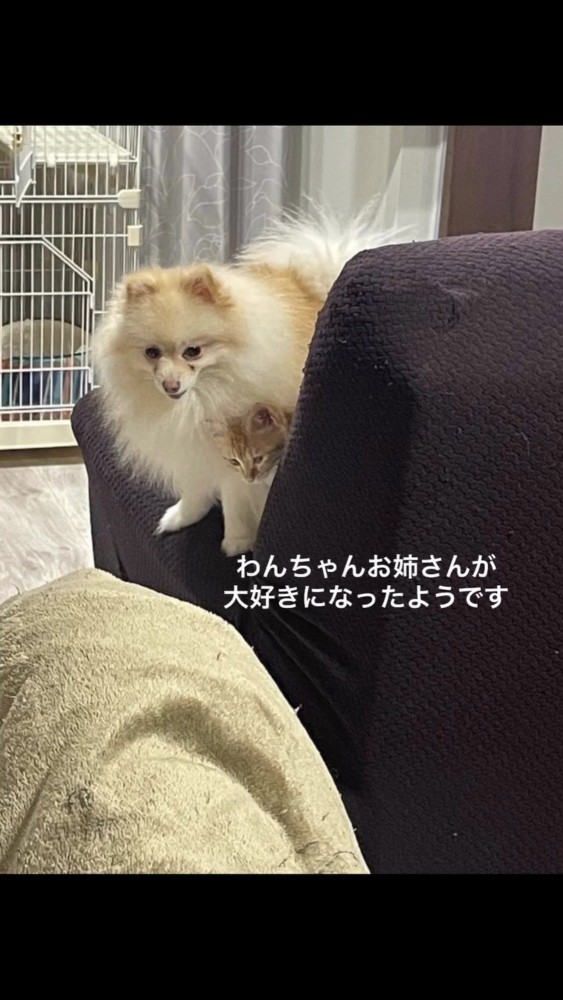 ソファの上にいる犬と猫