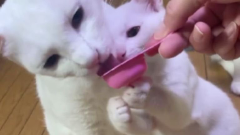 やつを食べている子猫