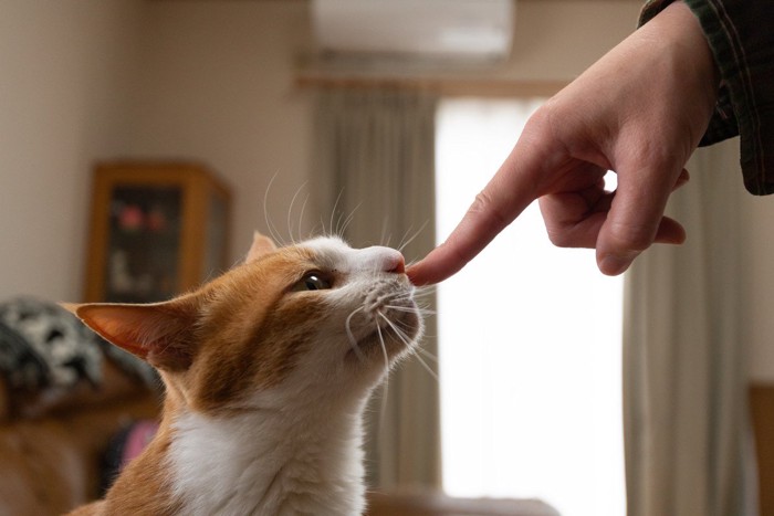 猫と女性の手