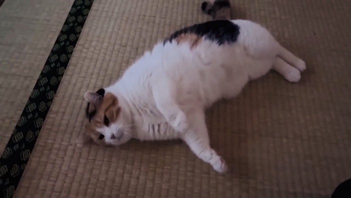畳の上で寝転がる三毛猫
