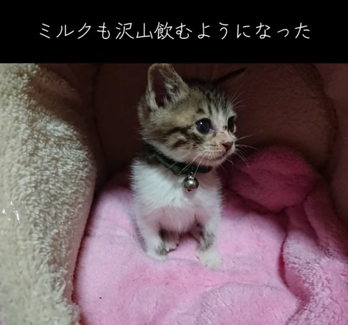 毛布の上に乗る子猫