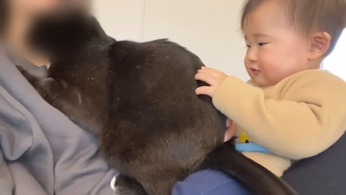 猫に触る赤ちゃん