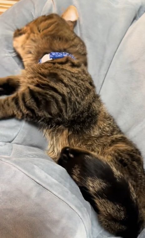 横向きでクッションにはまっているマンチカン