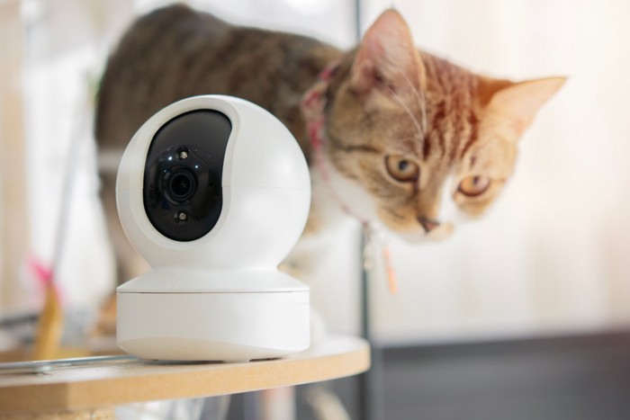 ペットカメラと猫
