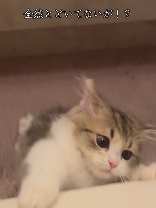 目を丸くしてしがみつく猫