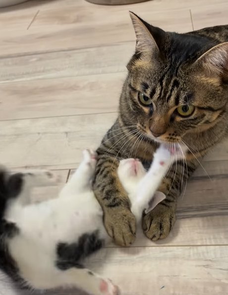 バンザイする子猫と両前足を揃えて子猫を捕まえるキジトラ猫