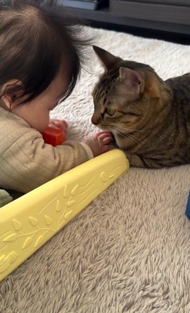 向かい合っている猫と赤ちゃん