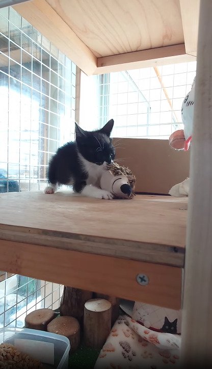 おもちゃで遊ぶ子猫