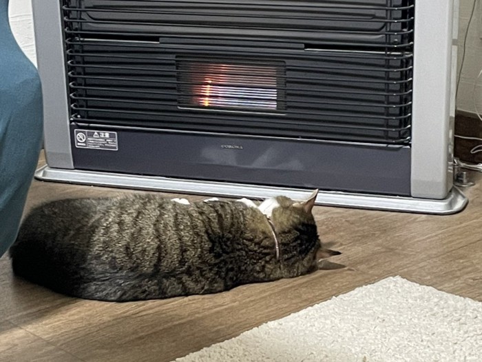 体を伸ばしてヒーターにあたる猫