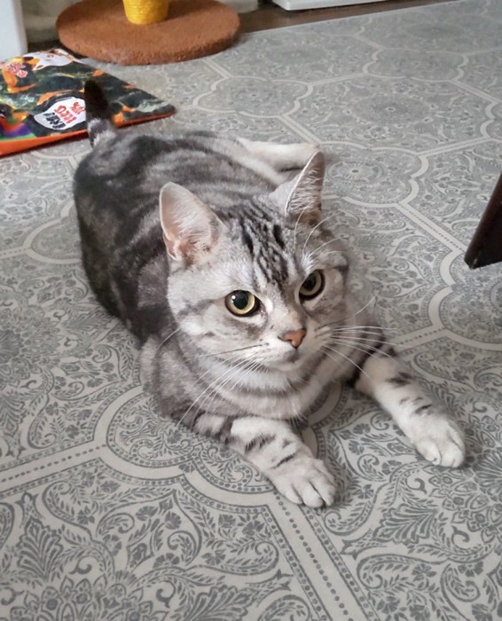 床でスフィンクスの体勢をする猫