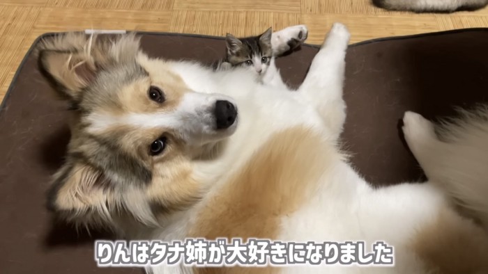 「りんはタナ姉が...」のテロップ写真