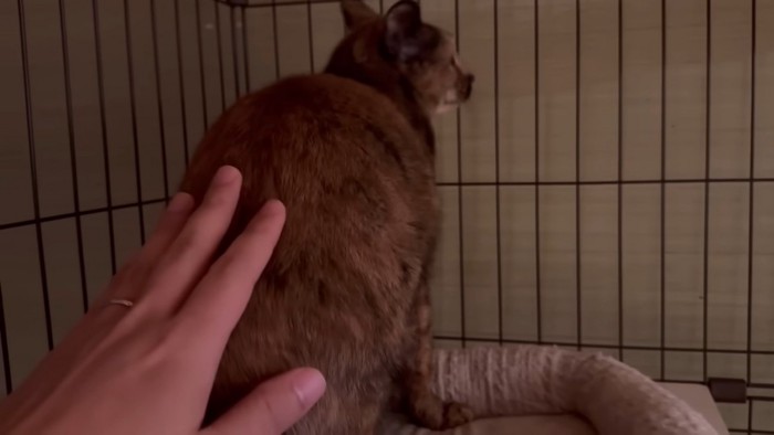 お尻を撫でられているサビ猫