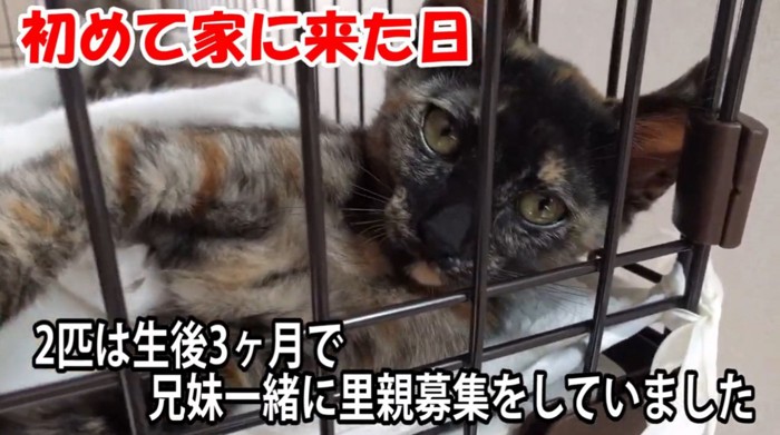 ケージの中にいる子猫