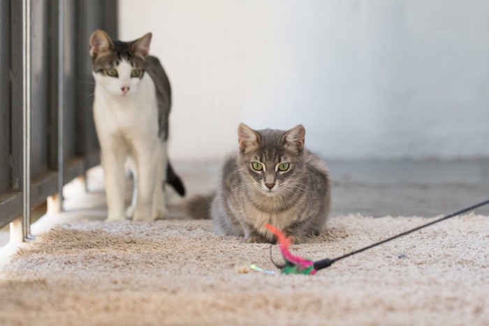 猫じゃらしと2匹の猫