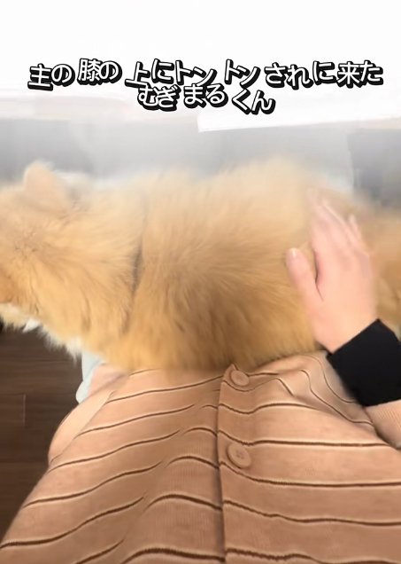 飼い主の膝の上でお尻を叩かれている猫