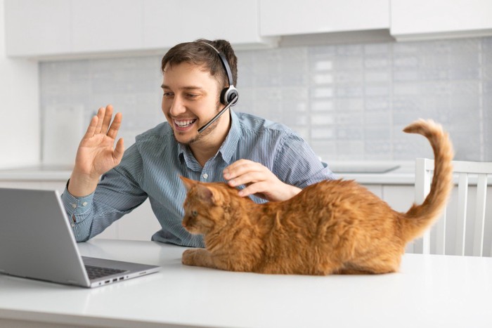飼い主の男性のそばで一緒にビデオ通話をする猫