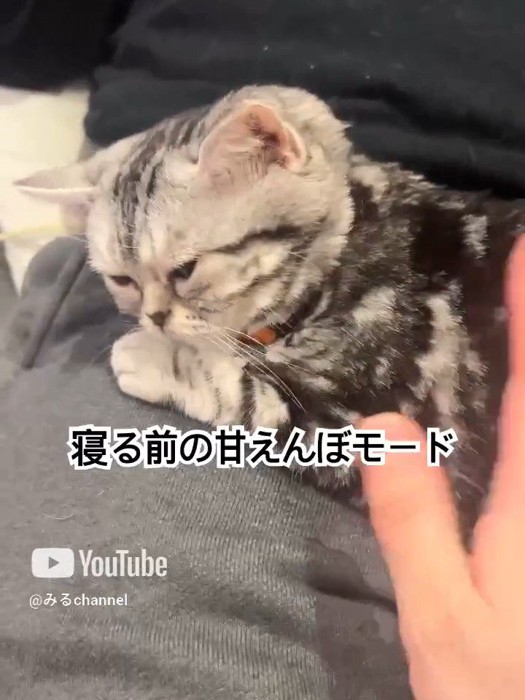 人の膝の上にいる猫