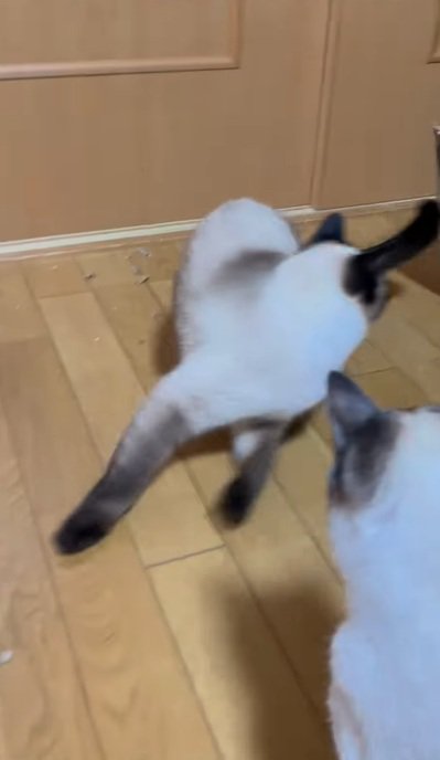 走る猫