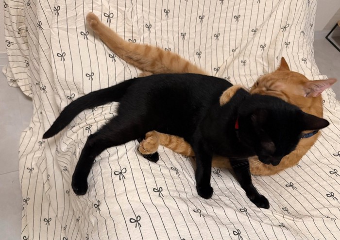 抱きしめ合う猫