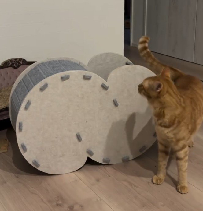 ハウス手前にいる猫
