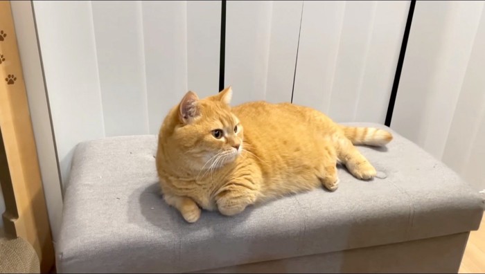 イスの上でくつろぐ茶トラ猫