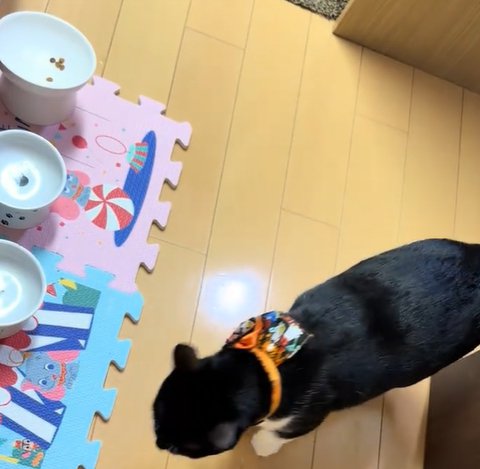 前を向きながら歩く猫