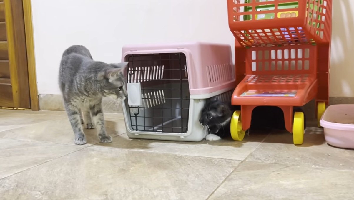 かくれんぼをする先住猫と子猫