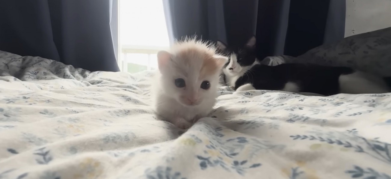 後ろで見守る猫