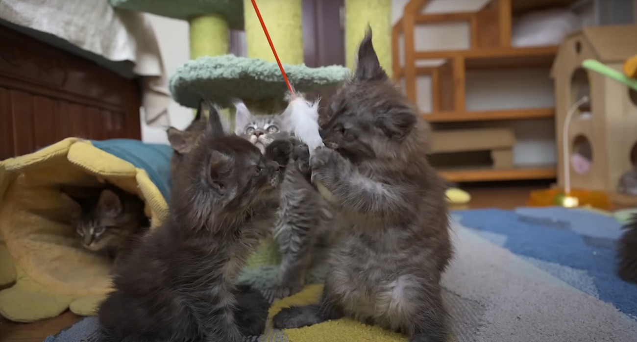 おもちゃ遊びする子猫