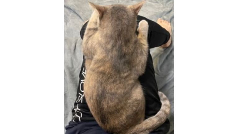 膝に乗っている猫