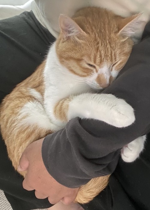 飼い主さんに抱っこされる猫