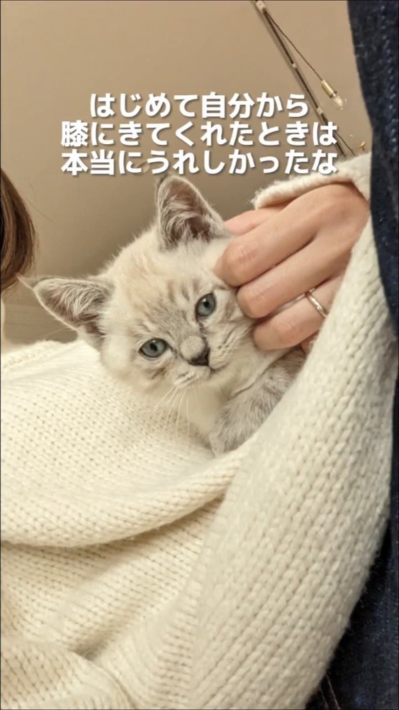 飼い主の上に乗る猫