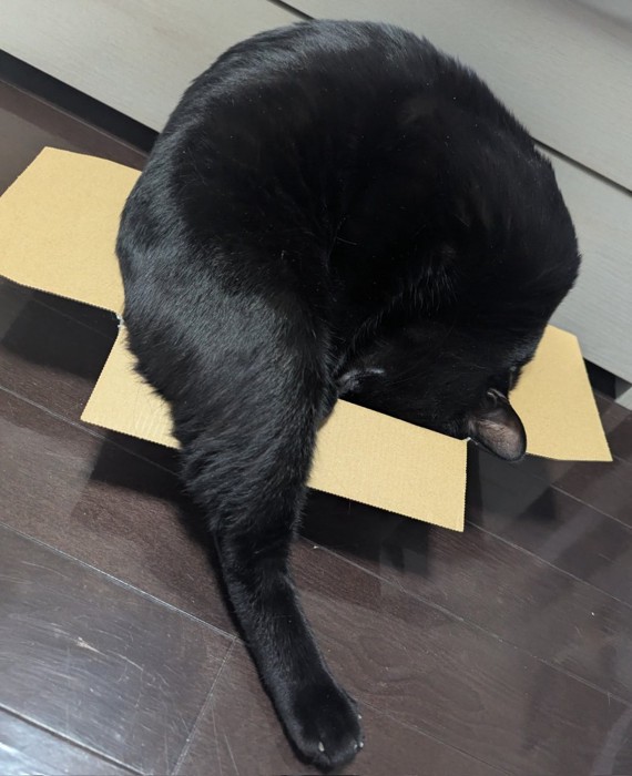 変なポーズの猫