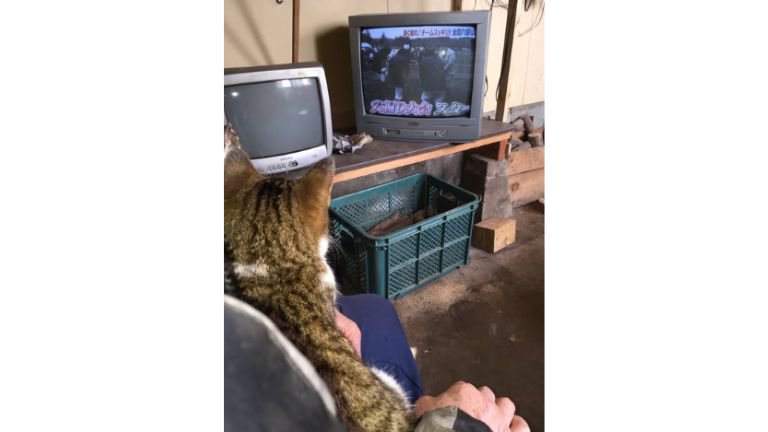 室内にいる猫
