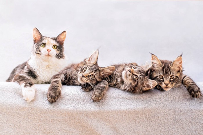 メインクーンの家族