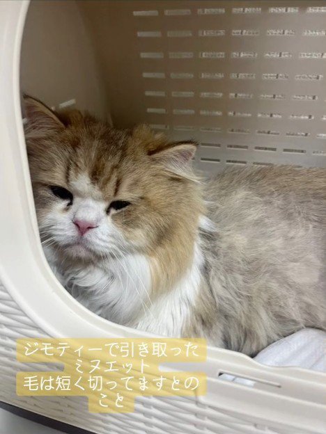 キャリーの中にいる猫