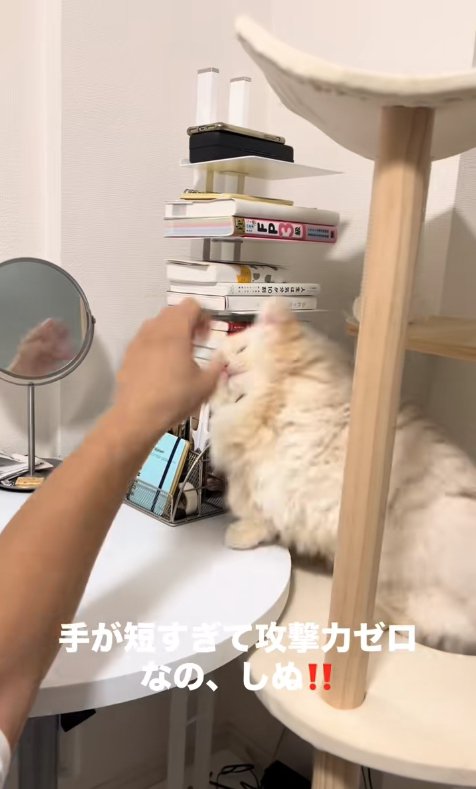 顔の前にある手に向かって猫パンチをしている猫