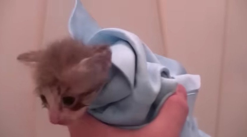 タオルにくるまれた子猫