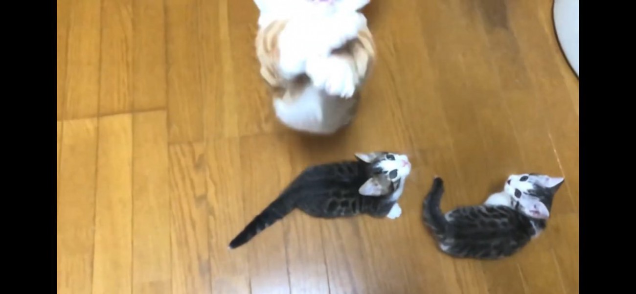 猫じゃらしに飛びつく猫ちゃん達