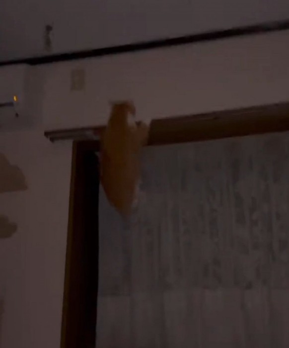 落ちそうになる猫