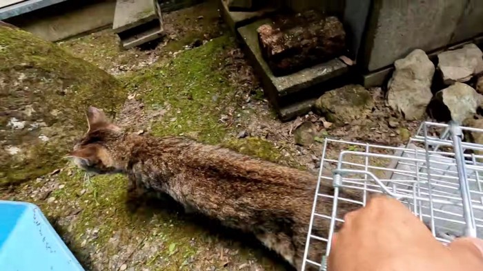 捕獲器から出る猫