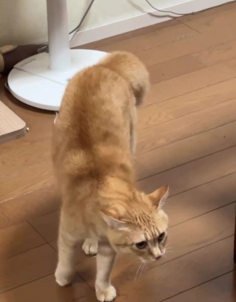 威嚇している猫