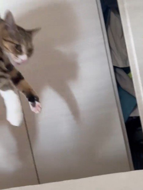 抱っこされ連れて行かれる猫