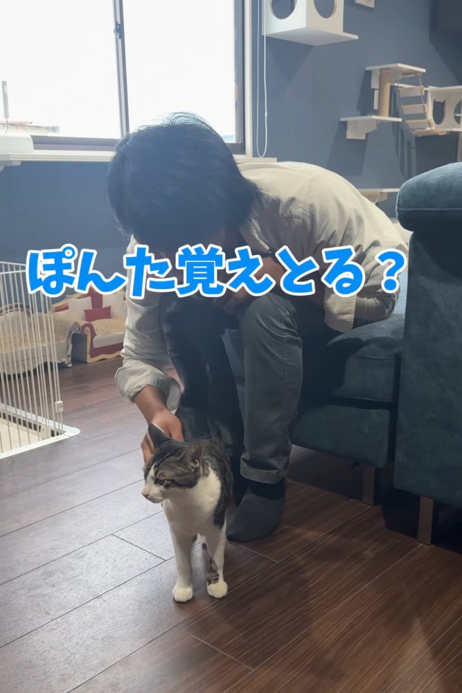 なでられるサバシロ猫