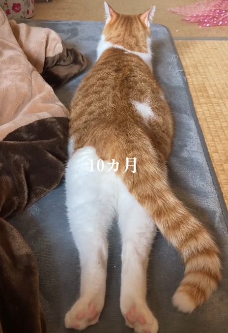 足を伸ばして寝ている猫