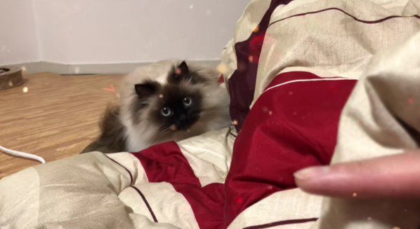 こちらを見ている猫